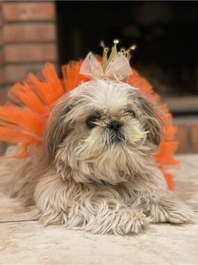 Orange Pet Tutu and Mini Crown Set for Dogs - Fashion Accessory